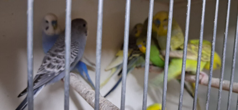 Young budgies