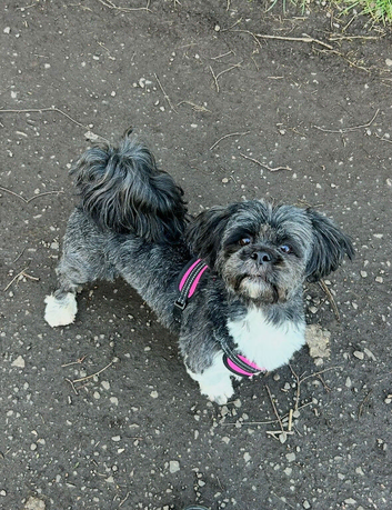 Lhasa Apso For Sale