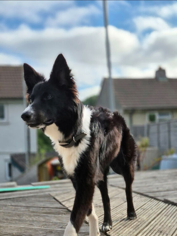 Max