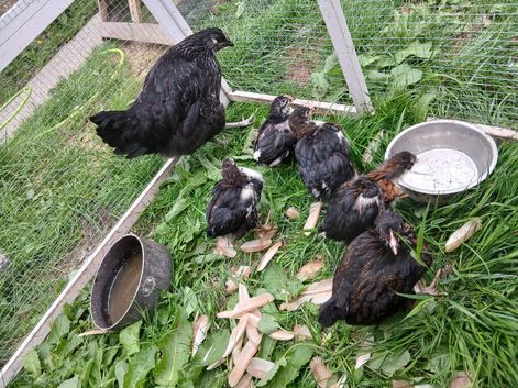 Mixed breed chicks