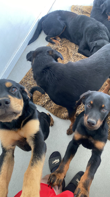 Rottweiler puppies