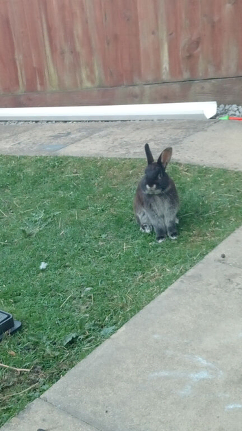 7 month old mini lop + Netherland dawarf