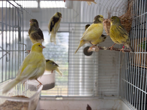 Canary for sale