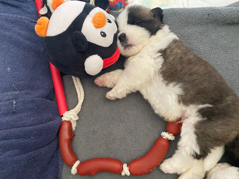 Gorgeous Saint Bernard puppies looking for homes