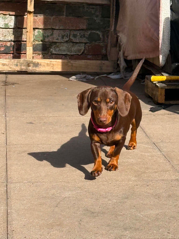 Miniature Dachshund