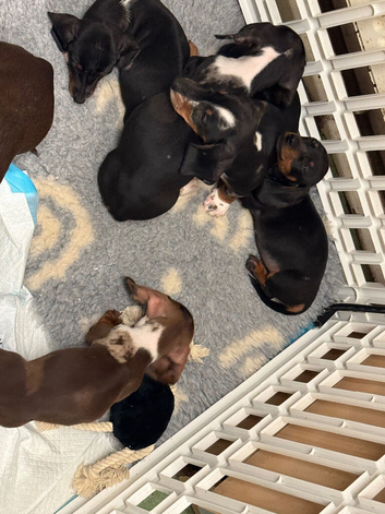 5 dachshund puppies for sale