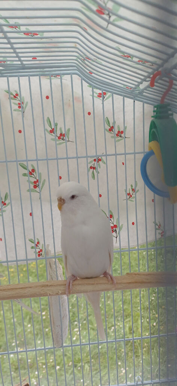 White hen