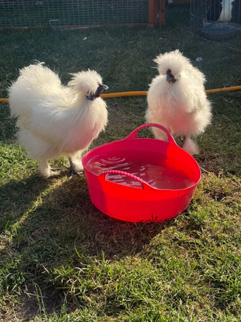 2 silkie hens