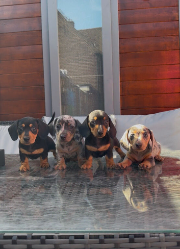 Lovely Well Bred Dachshund Puppies Deposits Being Taken