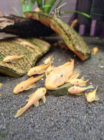 L144 Blue eyed Lemon Bristlenose Pleco