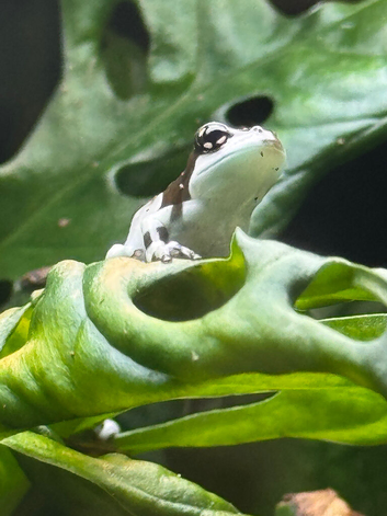 Stunning Milk Frogs
