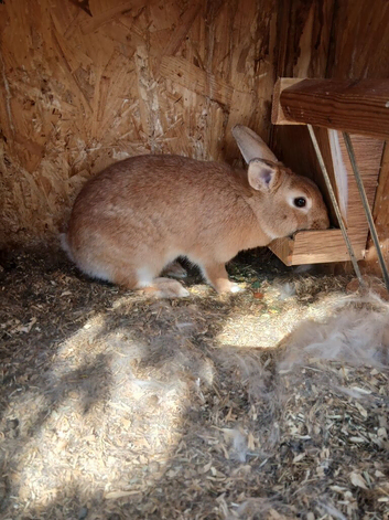 Rabbits