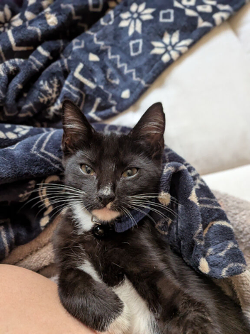 Kitten for sale