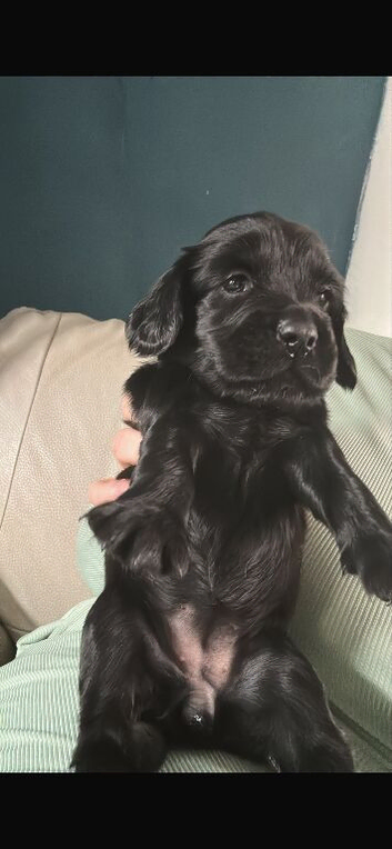 Black cockerspaniel puppy