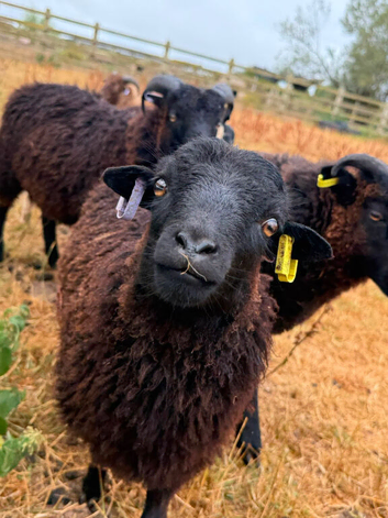 Ouessant sheep