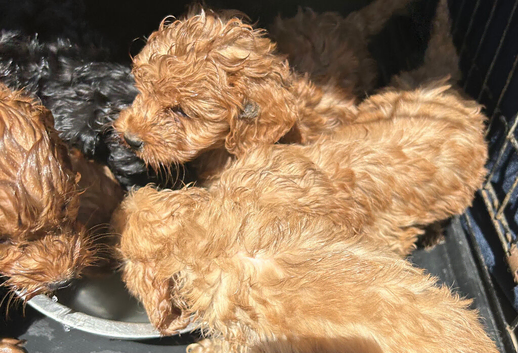 5 Boy Cockapoos
