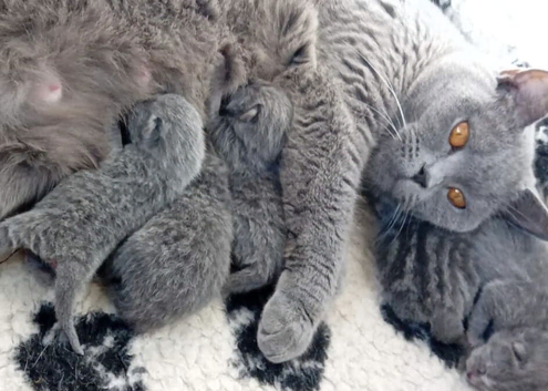 1 British shorthair kitten left!!  ready to leave in 4 weeks!