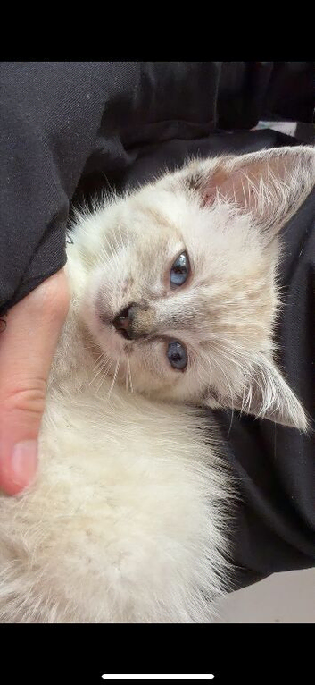 Boy Ragdoll kitten