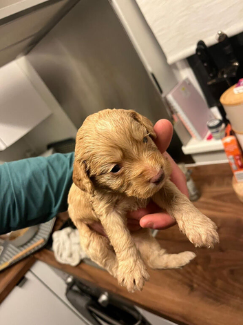 Female cockapoo