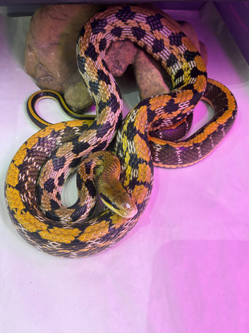 CB24 Male Tiwanese Beauty Rat Snake