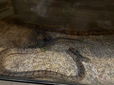 Corn snake