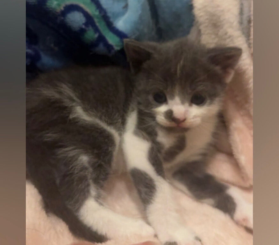 Two kittens available from Sunday
