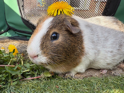 Guinea pig for sale