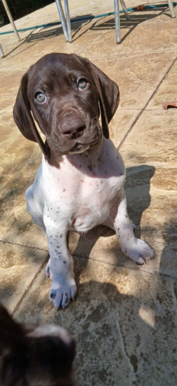 Beautiful German short haired pointer puppy's for sale