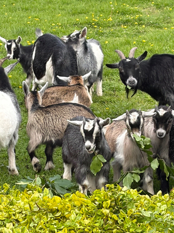 6 Pygmy goat kids for sale