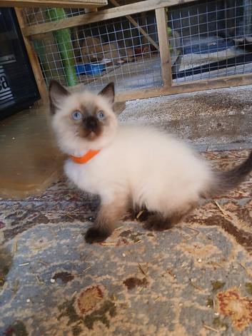 Female ragdoll kitten