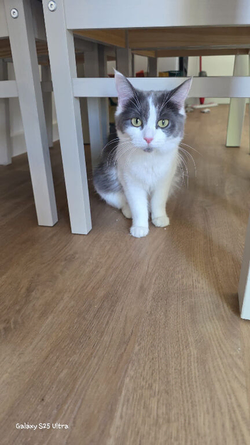 Ragdoll x Russian blue girl
