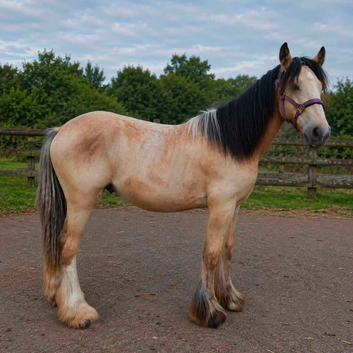 Stunning Traditional Gypsy Cob Gelding