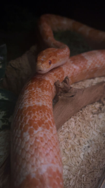 Male adult corn snake