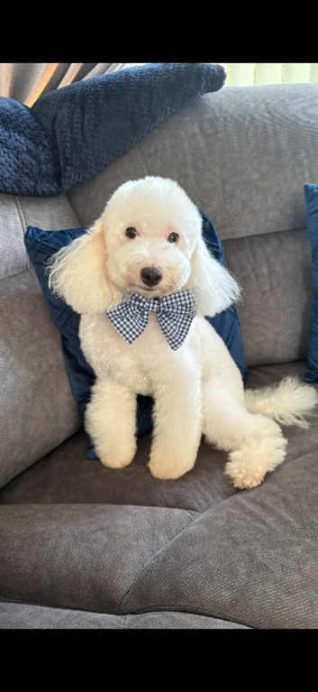 Poodle for stud