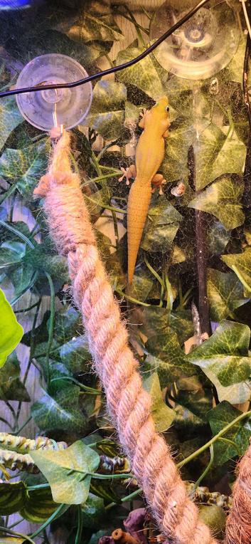 Breeding pair of Gold Dust Day Gecko  (LEEDS)