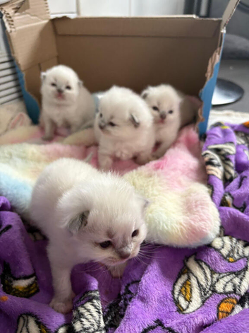 Ragdoll kittens x4 pure breed