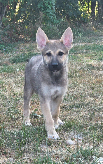 Tamaskan Puppies *health tested parents*