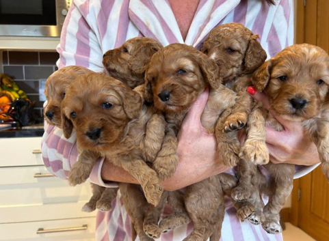 Beautiful Cavapoo Girls Ready for Loving Homes