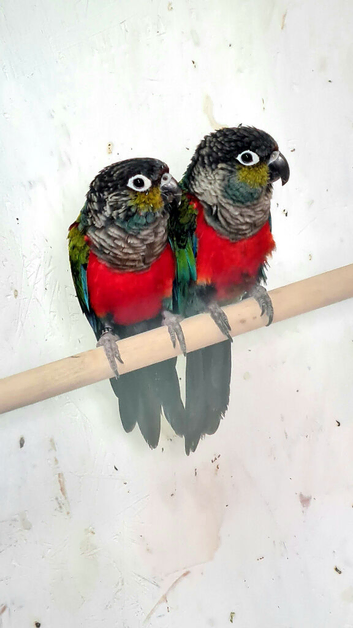 Crimson Bellied Conures