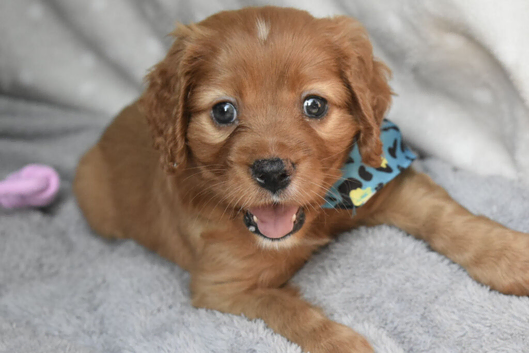 Health Tested Cavapoo Puppies