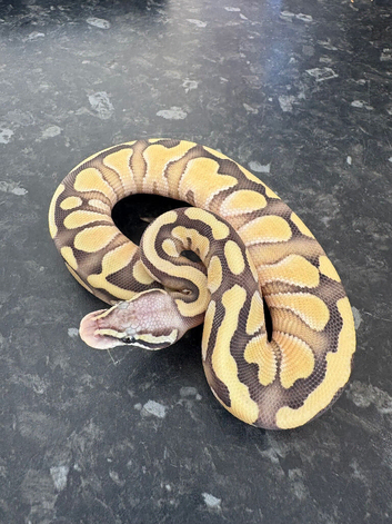 Female pastel lesser desert ghost royal python for sale