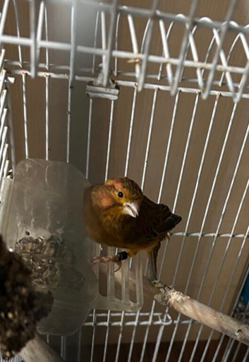 Canary