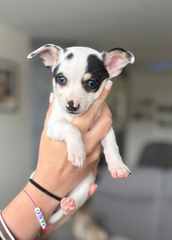 Chihuahua puppies