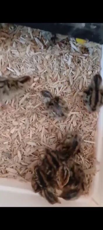 Day old coutornix quail chicks