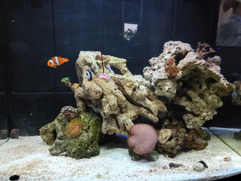 Marine fish tank for sale