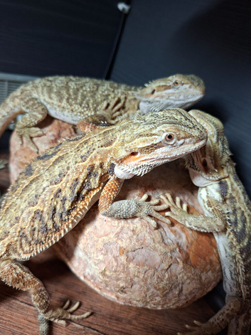 Baby beared dragons
