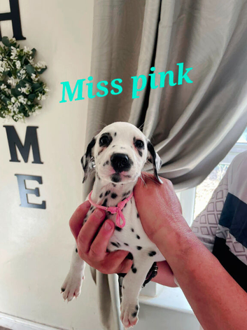 Gorgeous dalmatians ready now