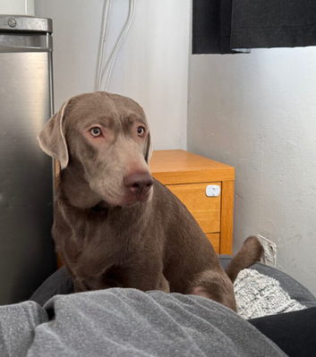 Labrador x Weimaraner