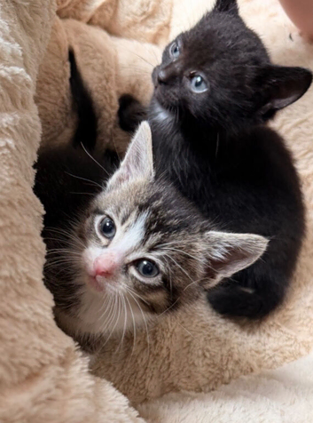 2 bonded male kittens