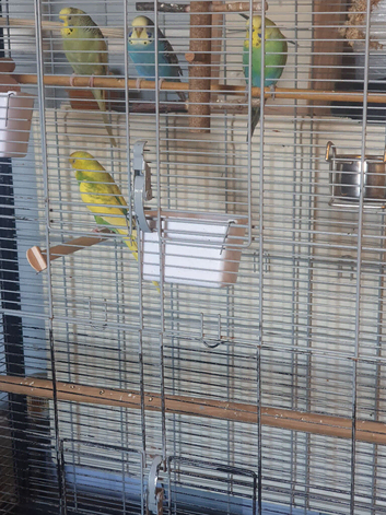 Budgies for sale